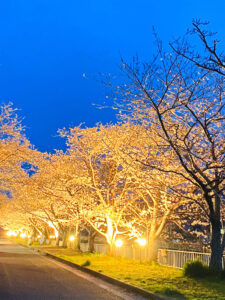 夜のロゼオアーチ